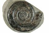 Jurassic Ammonite (Dactylioceras) Fossil - England #279542-1